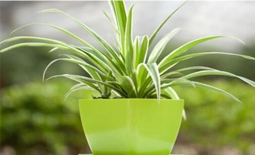 使用绿植进行江苏室内除甲醛有效果吗？