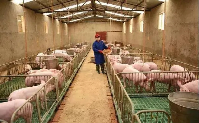 生物菌蔓延，江苏养猪场除臭怎么做？