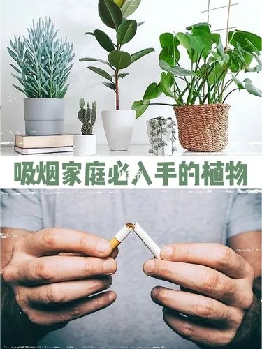 江苏室内除烟味的绿植推荐