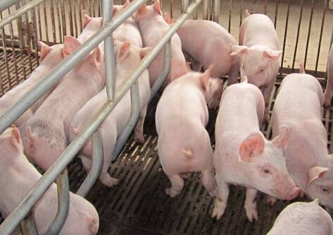 江苏养猪场除臭在处理的时候有哪些关键点？